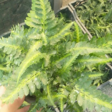 观花植物观叶植物大小盆栽