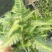 观花植物观叶植物大小盆栽