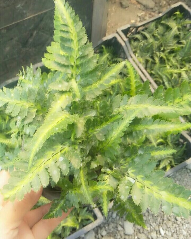 观花植物观叶植物大小盆栽