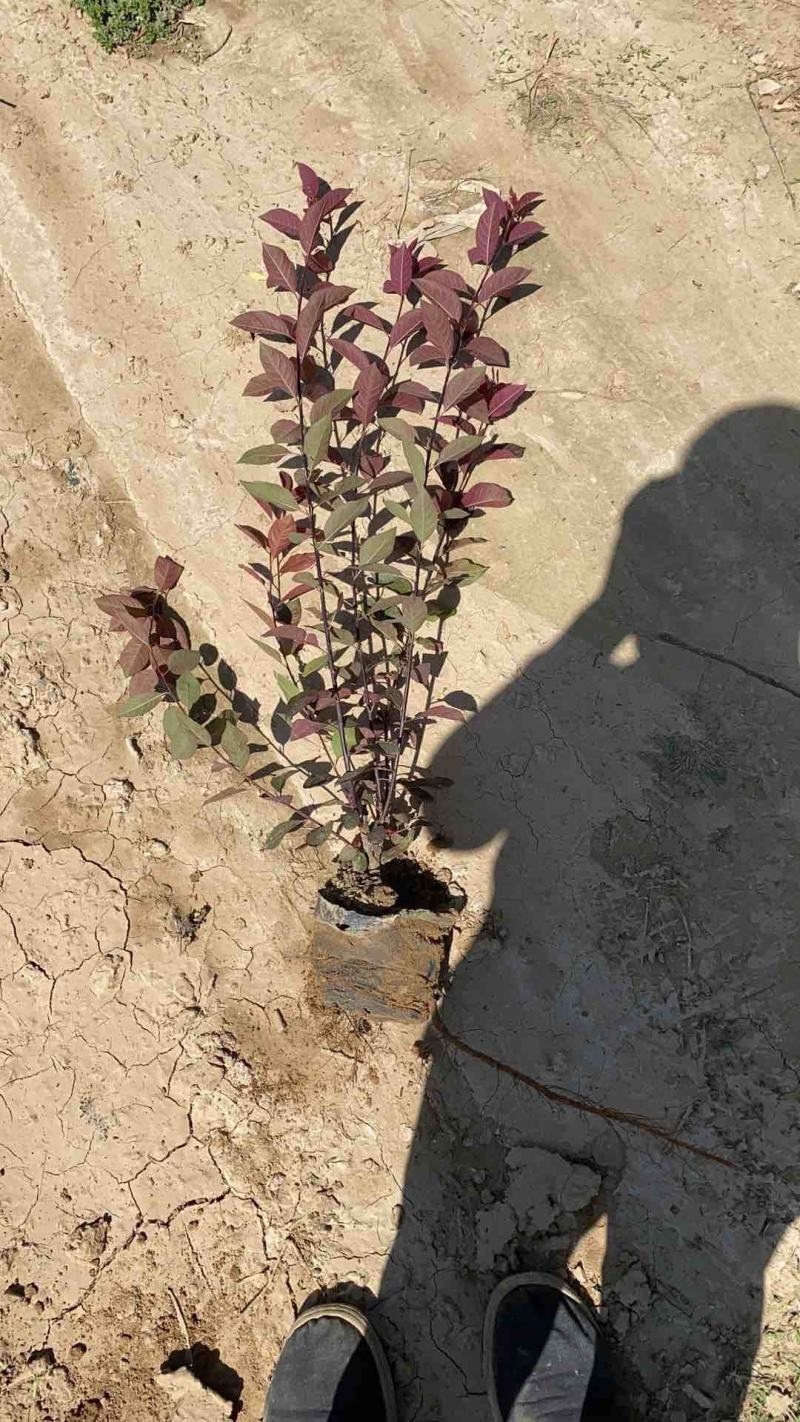 紫叶矮樱小苗自家苗圃种植自产自销量大优惠