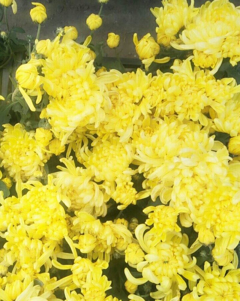 观花植物观叶植物大小盆栽