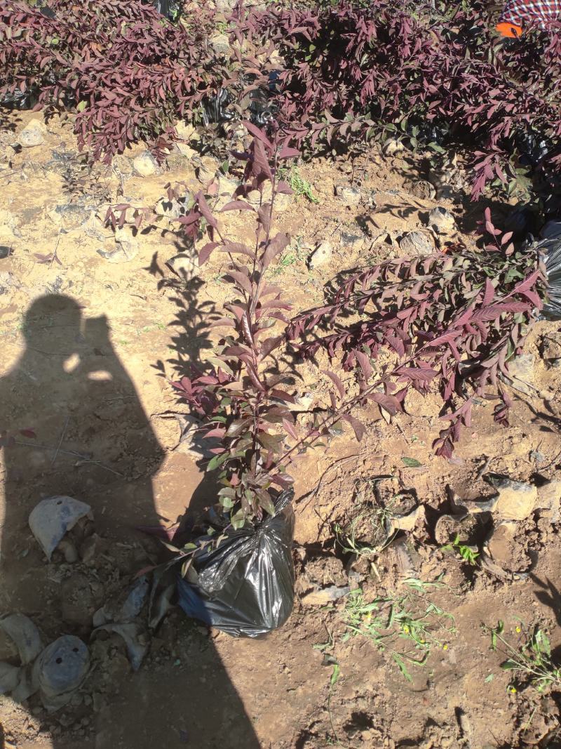 紫叶矮樱小苗自家苗圃种植自产自销量大优惠