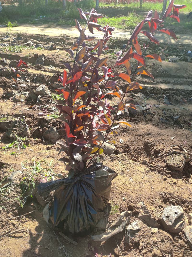 紫叶矮樱小苗自家苗圃种植自产自销量大优惠
