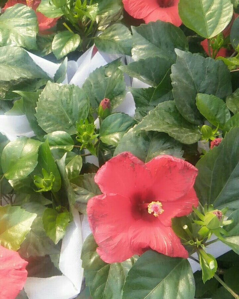 观花植物观叶植物大小盆栽
