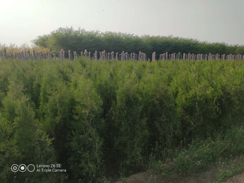 两米侧柏产地直销质优价廉规格齐全欢迎洽谈合作