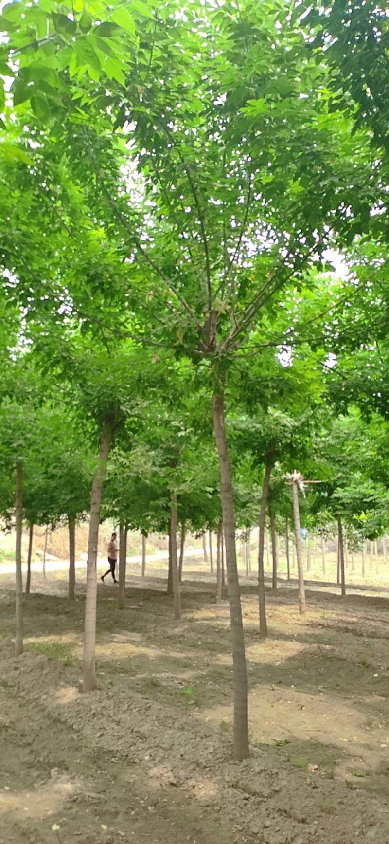 10公分白蜡精品出售规格齐全质优价廉包你满意
