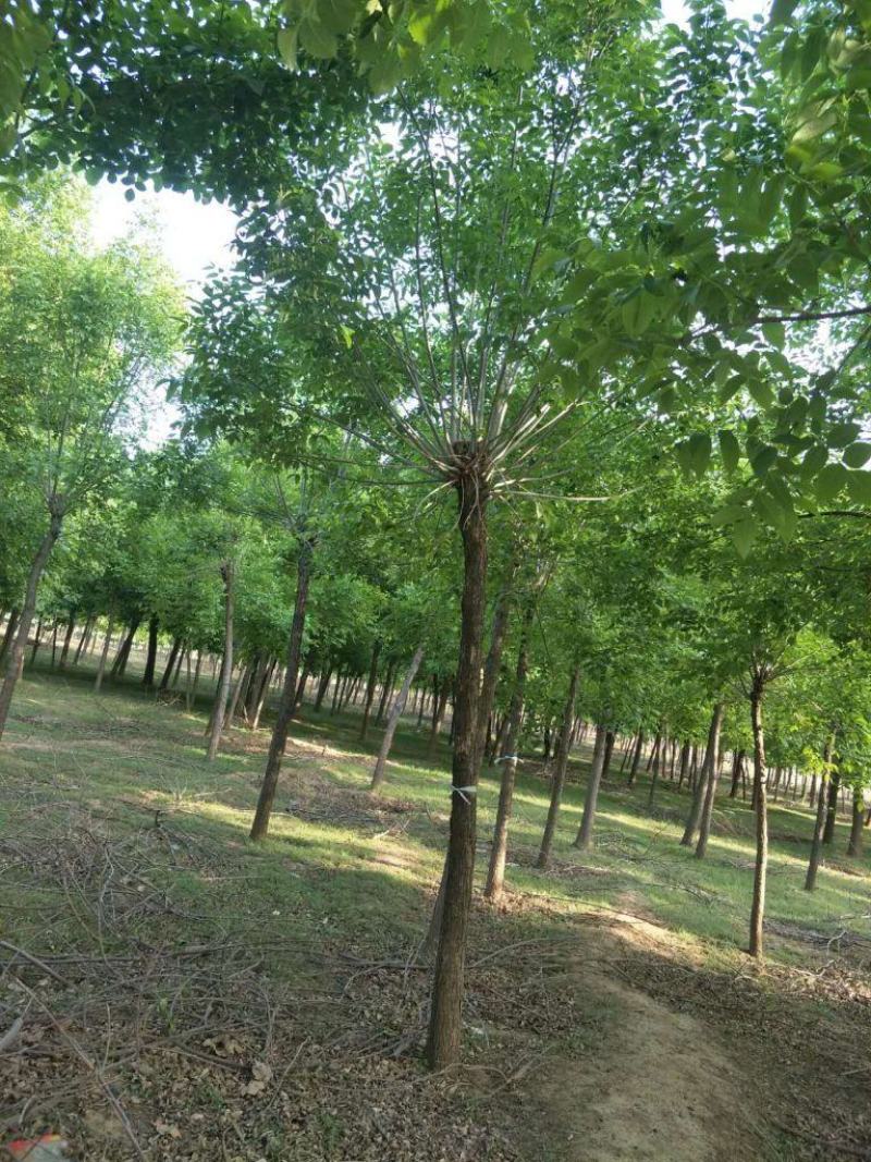 10公分白蜡精品出售规格齐全质优价廉包你满意