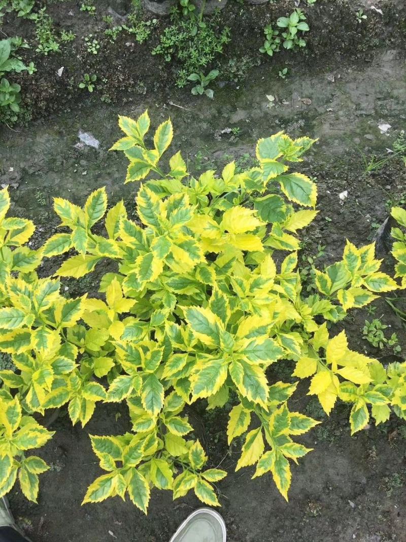 四川成都温江区苗圃基地货源充足金叶连翘，质量保证欢迎咨询