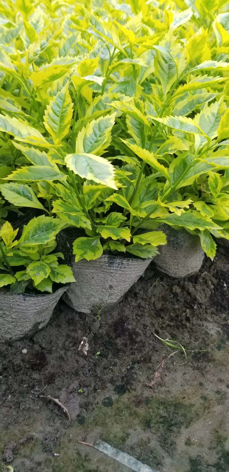 四川成都温江区苗圃基地货源充足金叶连翘，质量保证欢迎咨询