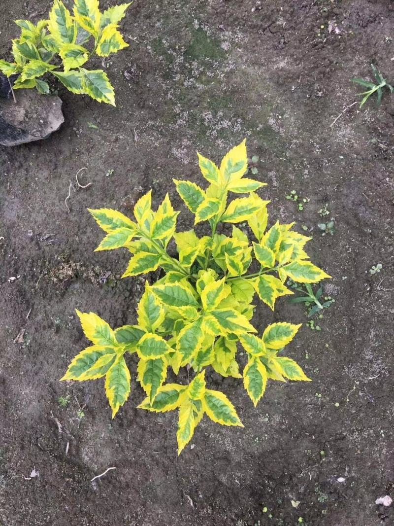 四川成都温江区苗圃基地货源充足金叶连翘，质量保证欢迎咨询