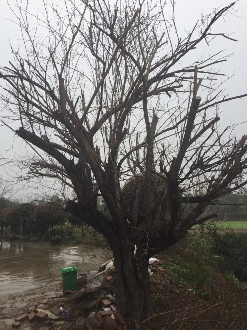 四川成都温江基地苗圃桑树质量保证欢迎咨询