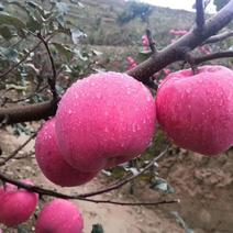 甘肃红富士苹果脆甜，产地一件全国