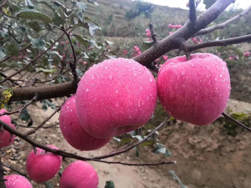 甘肃红富士苹果脆甜，产地一件代发全国包邮