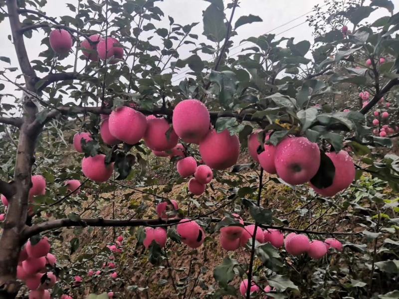 甘肃红富士苹果脆甜，产地一件代发全国包邮