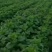 精品甘肃高原莴笋优质圆叶莴笋大量上市欢迎选购