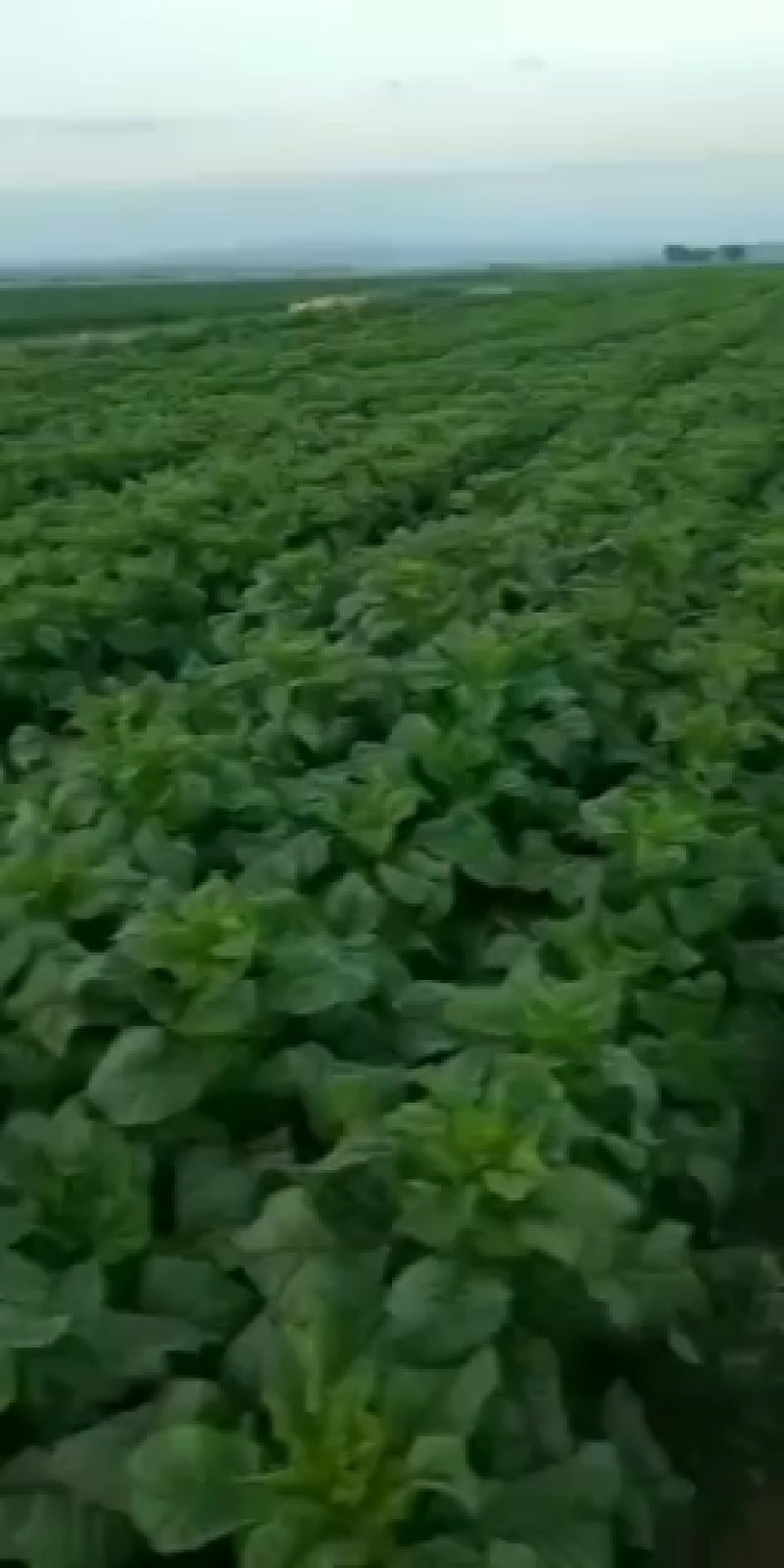 精品甘肃高原莴笋优质圆叶莴笋大量上市欢迎选购