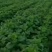 精品甘肃高原莴笋优质圆叶莴笋大量上市欢迎选购