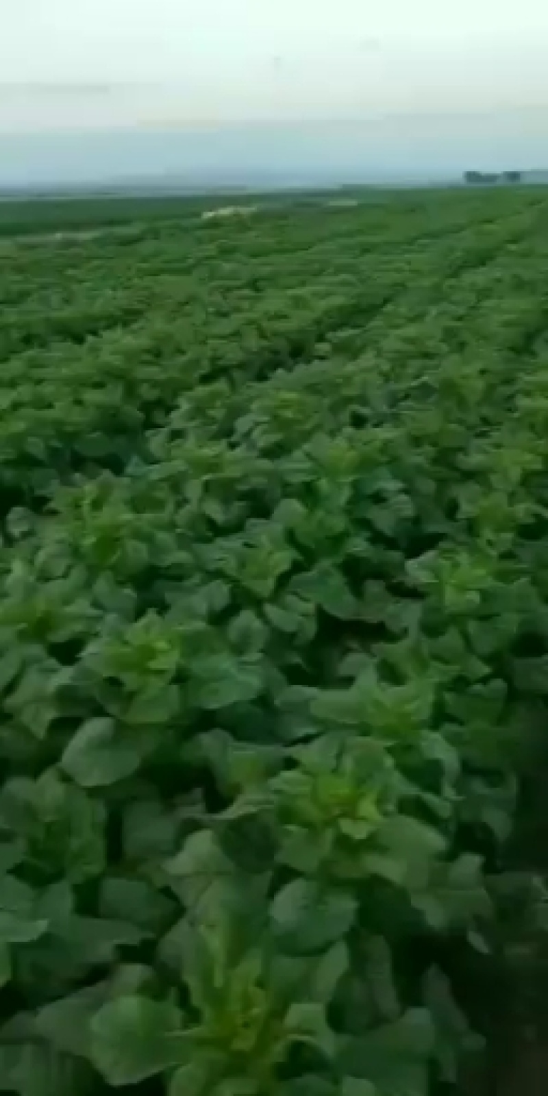 精品甘肃高原莴笋优质圆叶莴笋大量上市欢迎选购