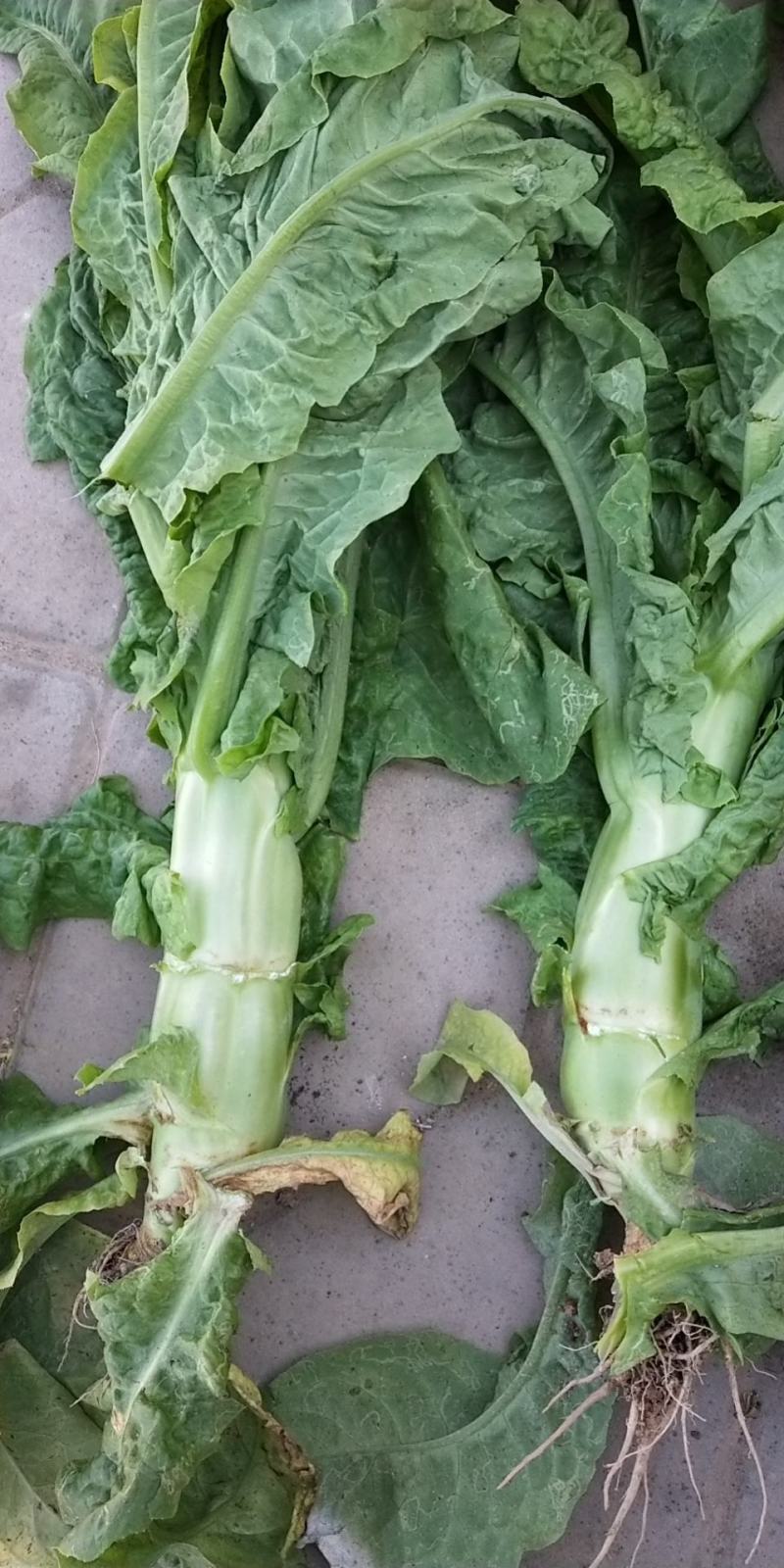 精品甘肃高原莴笋优质圆叶莴笋大量上市欢迎选购