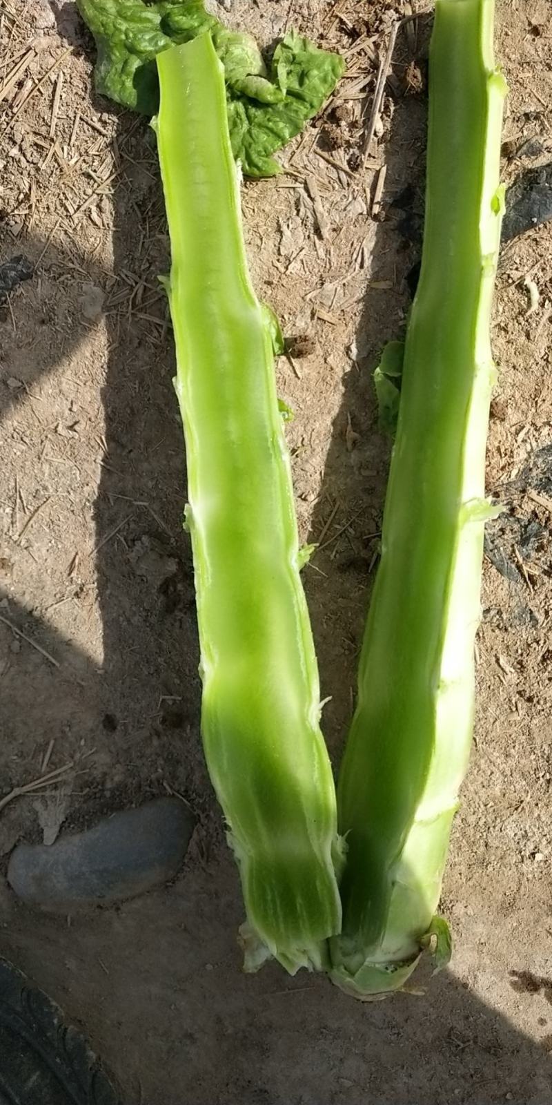 精品甘肃高原莴笋优质圆叶莴笋大量上市欢迎选购