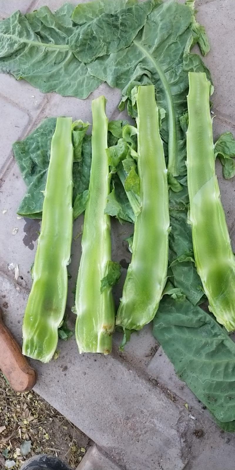 精品甘肃高原莴笋优质圆叶莴笋大量上市欢迎选购