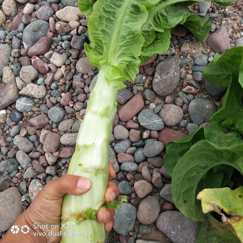 精品甘肃高原莴笋优质圆叶莴笋大量上市欢迎选购