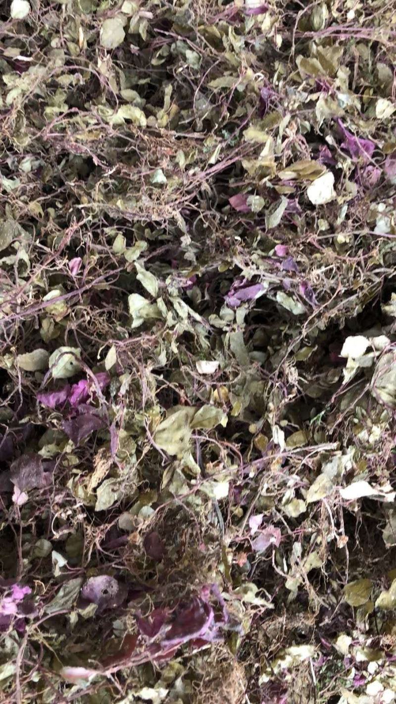 风柜草水洗干货无杂质质量保证
