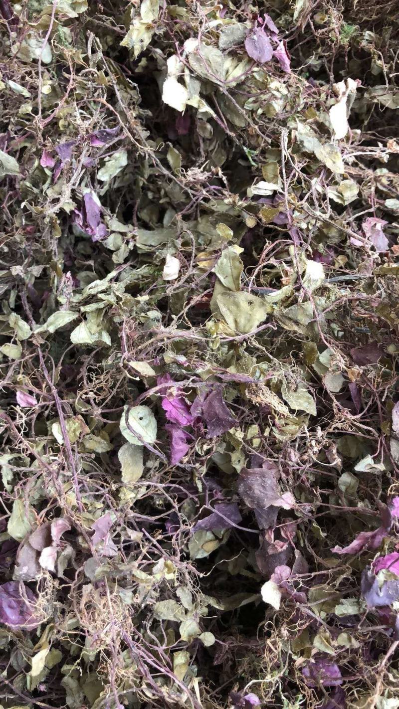 风柜草水洗干货无杂质质量保证