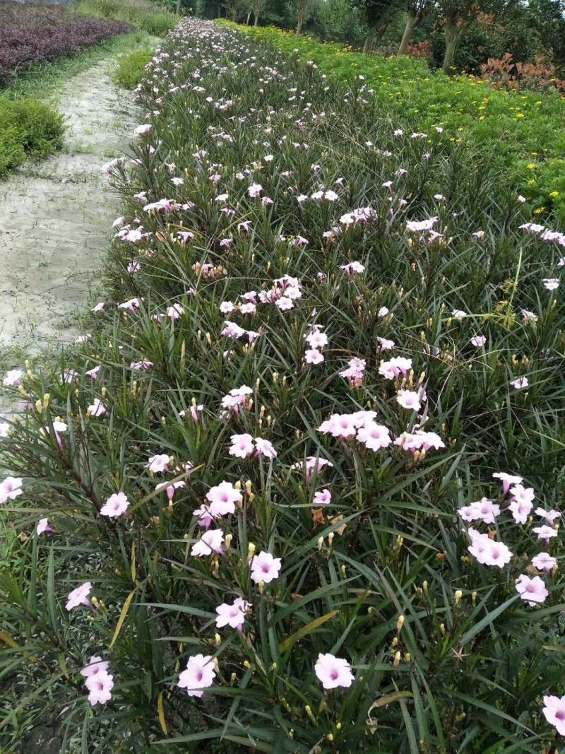 四川成都温江区苗圃基地货源充足诚翠芦莉，质量保证欢迎咨询