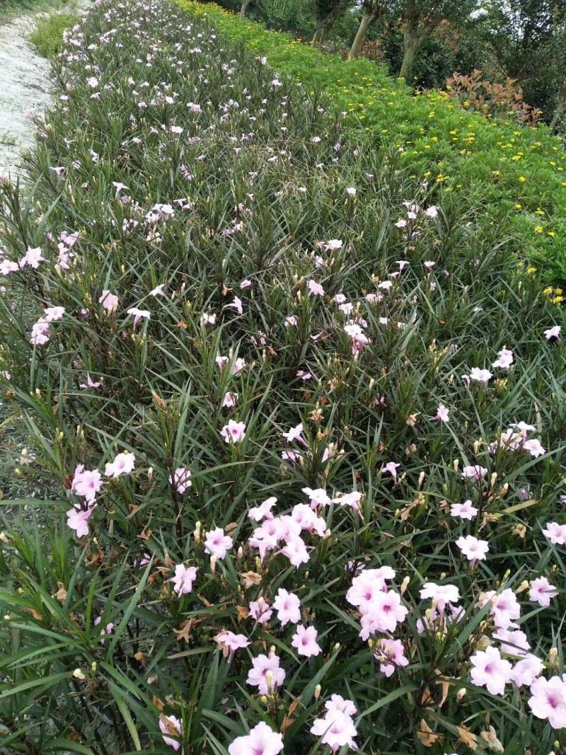 四川成都温江区苗圃基地货源充足诚翠芦莉，质量保证欢迎咨询