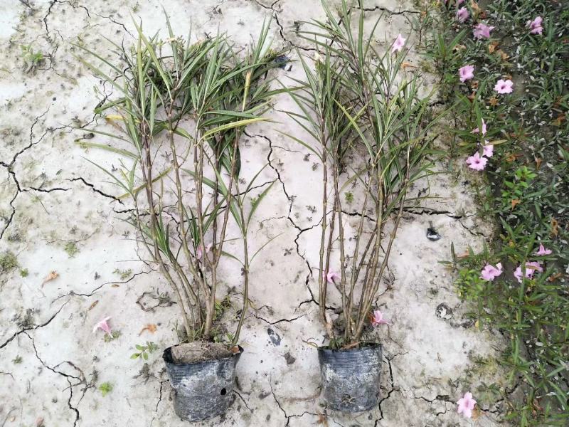 四川成都温江区苗圃基地货源充足诚翠芦莉，质量保证欢迎咨询
