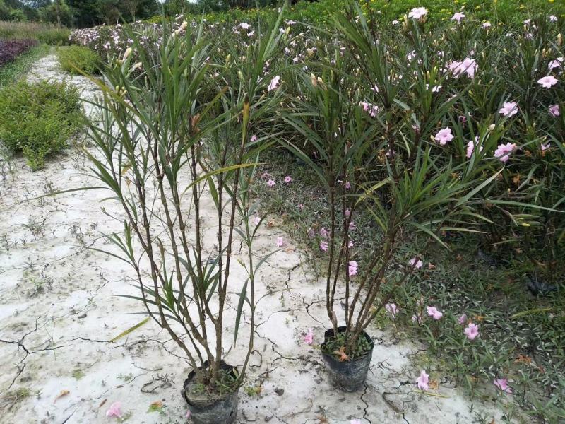 四川成都温江区苗圃基地货源充足诚翠芦莉，质量保证欢迎咨询