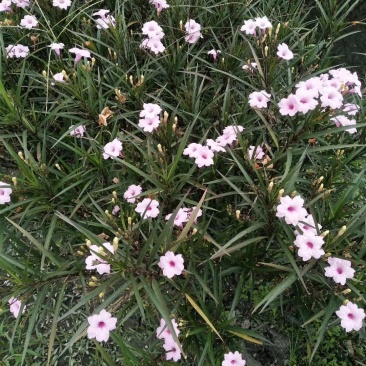 四川成都温江区苗圃基地货源充足诚翠芦莉，质量保证欢迎咨询