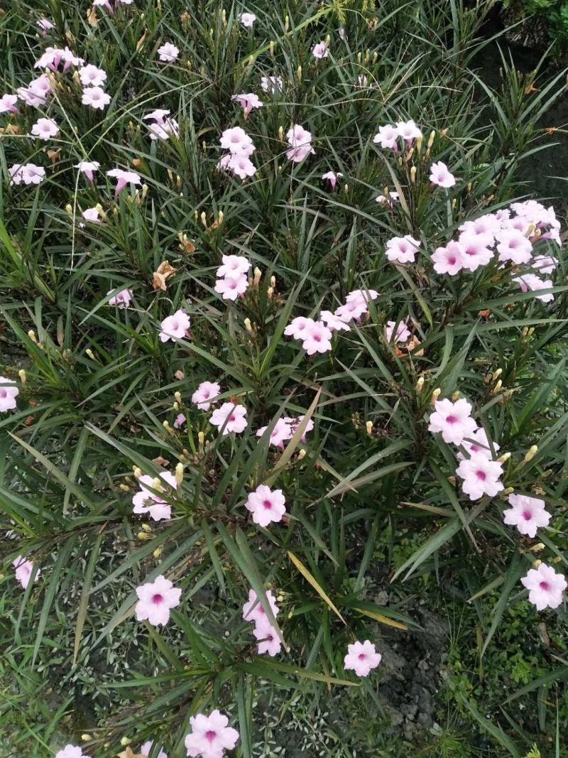 四川成都温江区苗圃基地货源充足诚翠芦莉，质量保证欢迎咨询