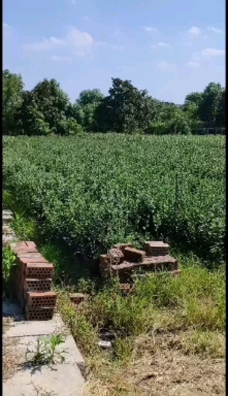 广西菲油果(费约果)苗培育基地批发，法国原产地，品种纯正
