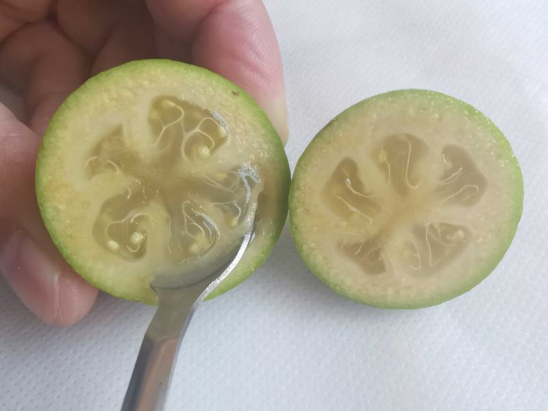 广西菲油果(费约果)苗培育基地批发，法国原产地，品种纯正
