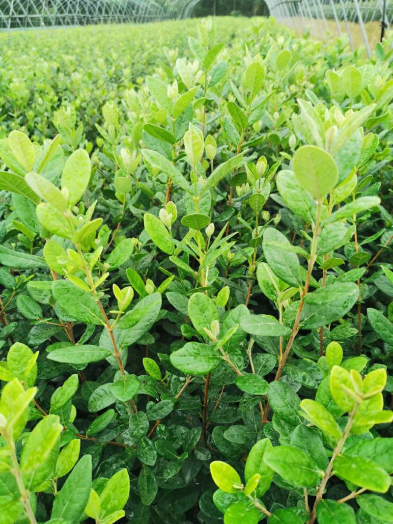 广西菲油果(费约果)苗培育基地批发，法国原产地，品种纯正