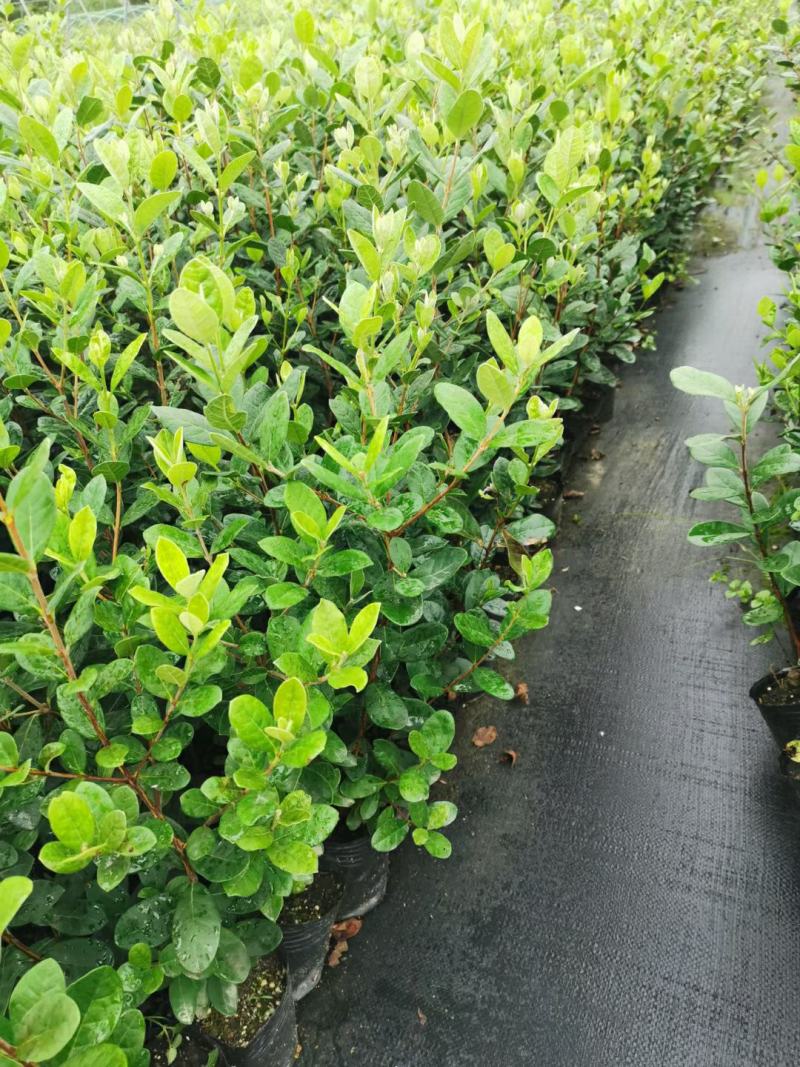 广西菲油果(费约果)苗培育基地批发，法国原产地，品种纯正