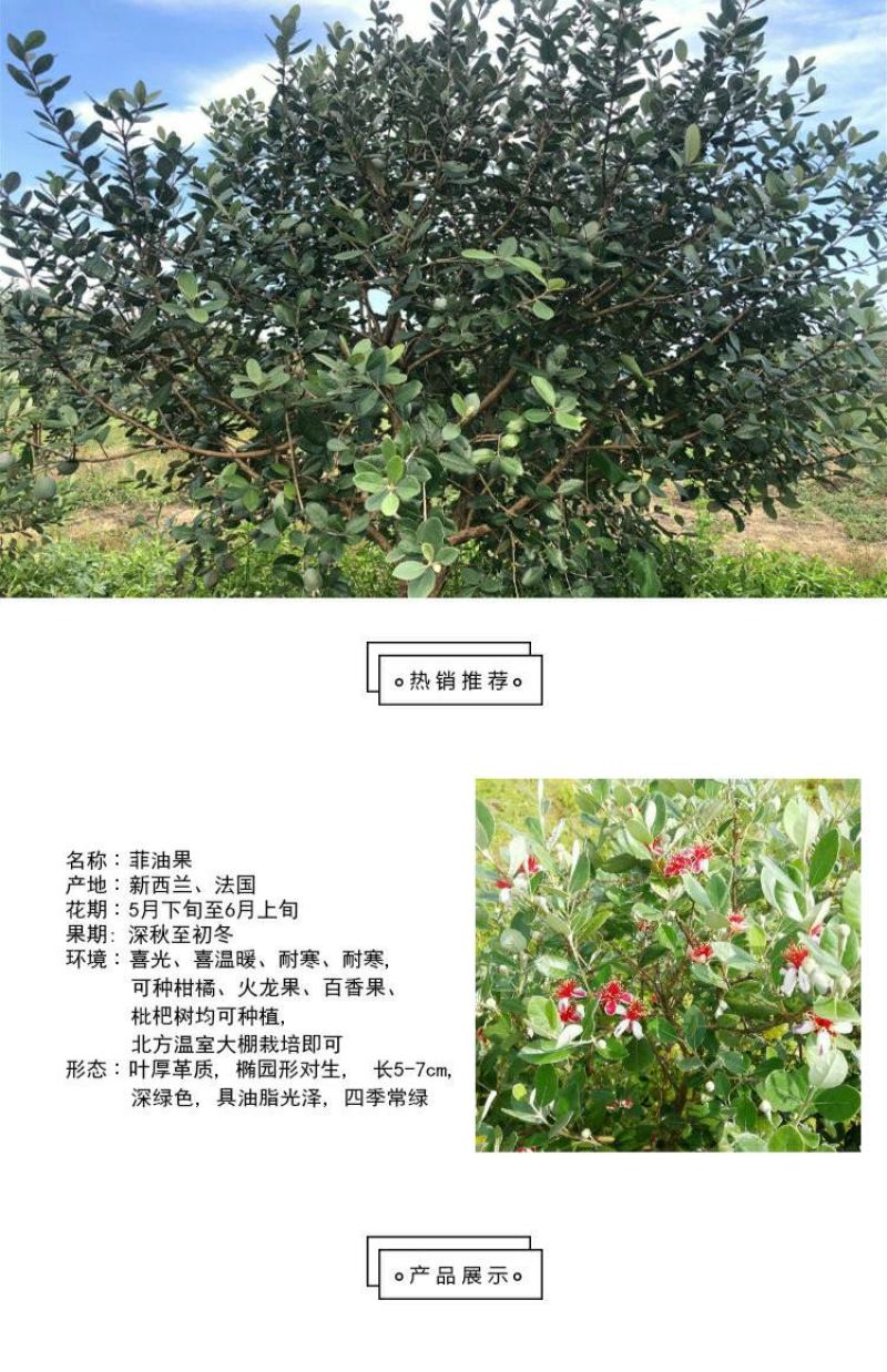 广西菲油果(费约果)苗培育基地批发，法国原产地，品种纯正