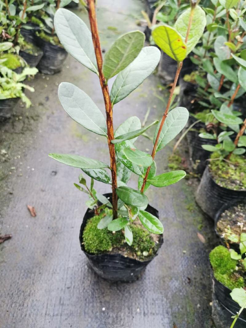 广西菲油果(费约果)苗培育基地批发，法国原产地，品种纯正