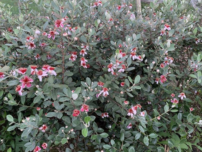 广西菲油果(费约果)苗培育基地批发，法国原产地，品种纯正