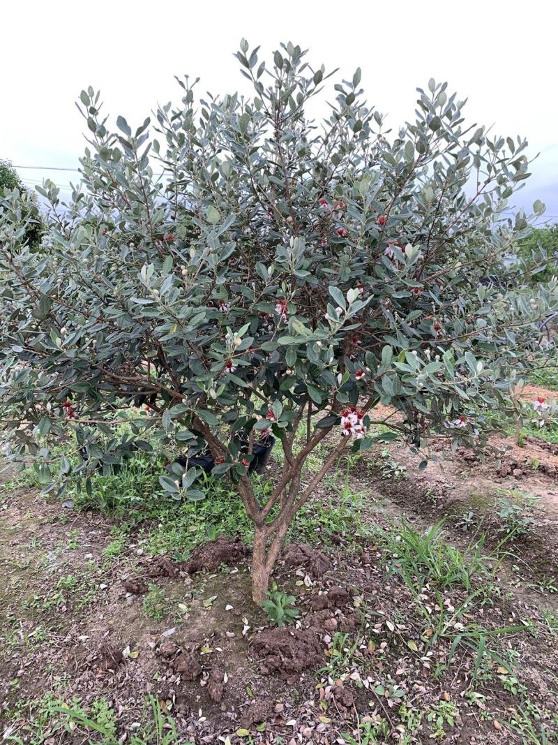 广西菲油果(费约果)苗培育基地批发，法国原产地，品种纯正