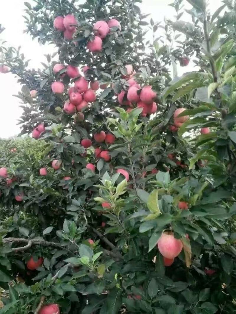 新鲜山东红富士苹果大量上市。新鲜采摘。果园交易