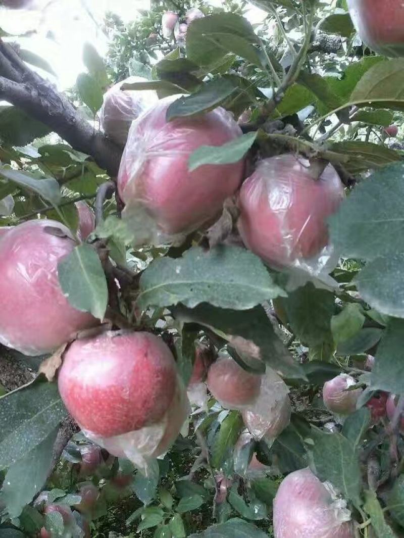 新鲜山东红富士苹果大量上市。新鲜采摘。果园交易