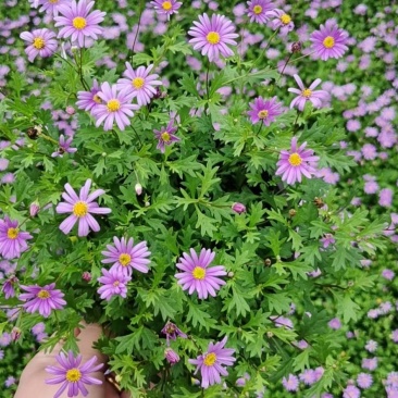 四川成都温江区苗圃基地货源充足诚信经营姬小菊质量保证欢迎