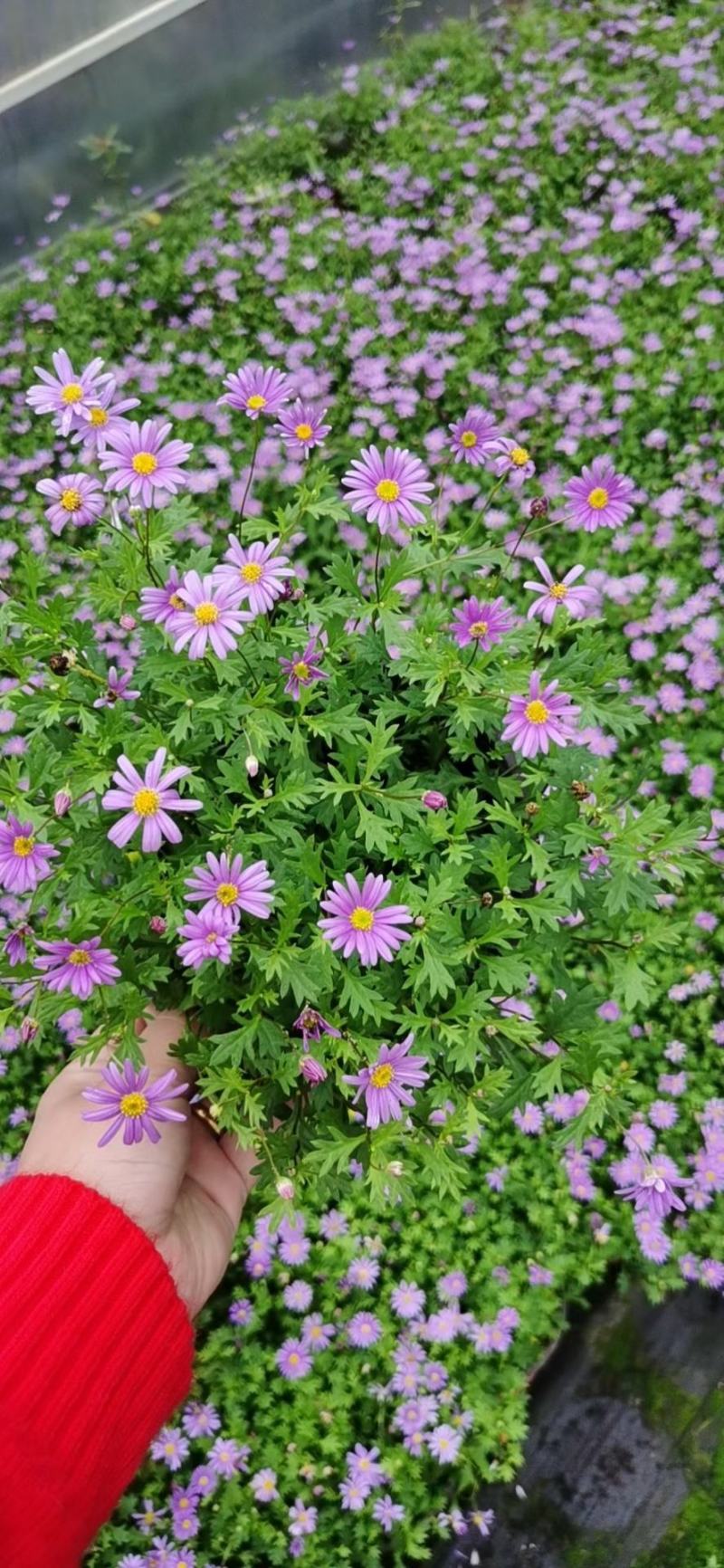 四川成都温江区苗圃基地货源充足诚信经营姬小菊质量保证欢迎