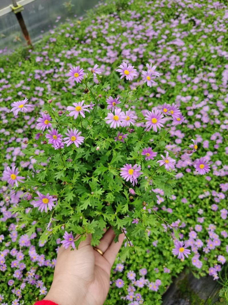 四川成都温江区苗圃基地货源充足诚信经营姬小菊质量保证欢迎