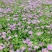 四川成都温江区苗圃基地货源充足诚信经营姬小菊质量保证欢迎