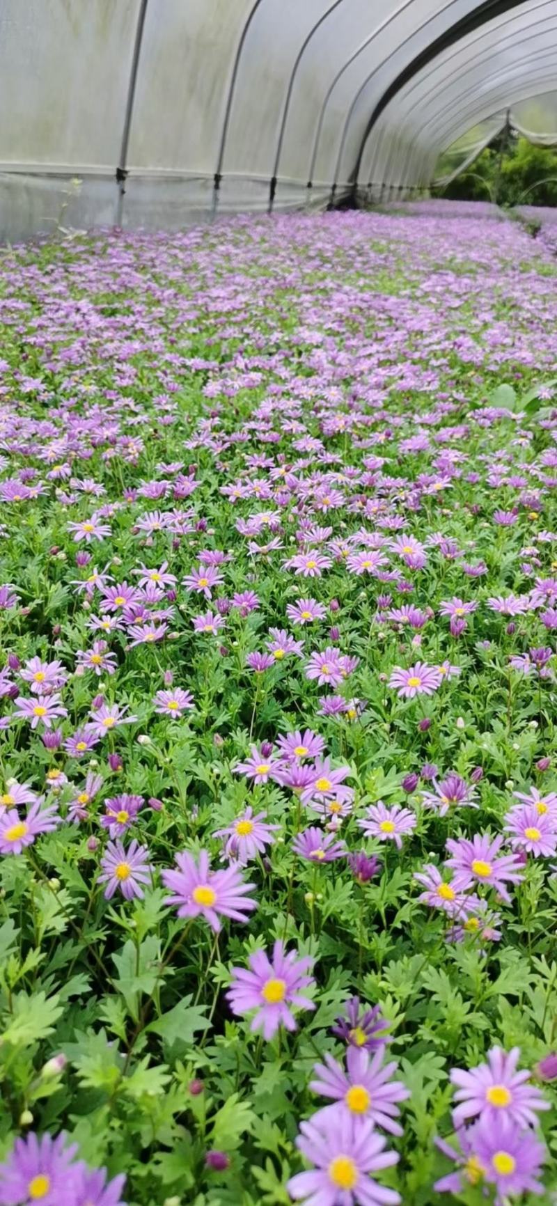 四川成都温江区苗圃基地货源充足诚信经营姬小菊质量保证欢迎