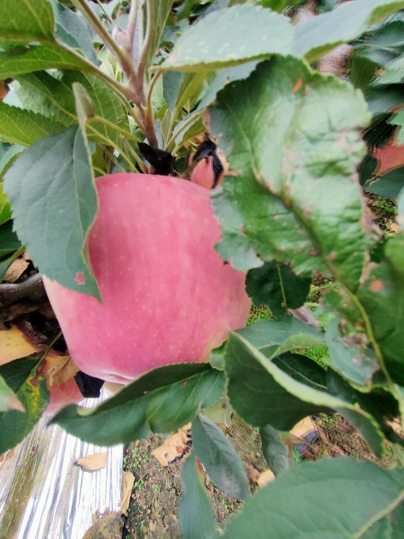 新鲜山东红富士苹果大量上市。新鲜采摘。果园交易